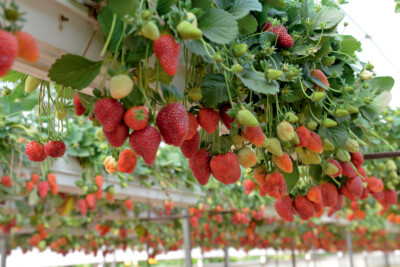 Preview image of “Autonomous Farming”